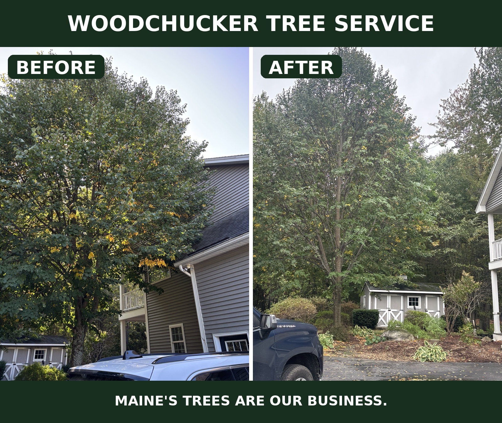 Before and after photos of Woodchucker tree work beside a home and shed
